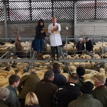 Melton Mowbray Markets - Livestock and General